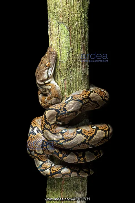 : Reticulated python (Malayopython reticulatus), Danum : Reticulated python (Malayopython reticulatus), Danum