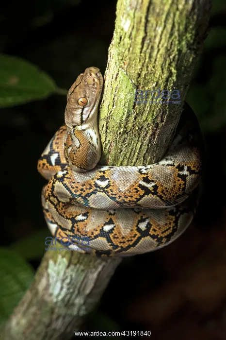 : Reticulated python (Malayopython reticulatus), Danum : Reticulated python (Malayopython reticulatus), Danum