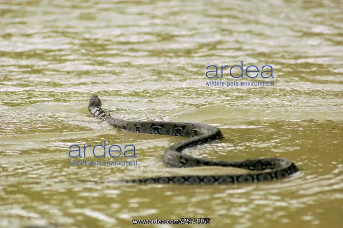 : A Reticulated Python swims from a small freshwater-stream : A Reticulated Python swims from a small freshwater-stream