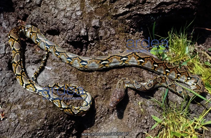 : Reticulated Pyton : Reticulated Pyton
