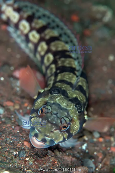 : Reticulated Sandperch : Reticulated Sandperch