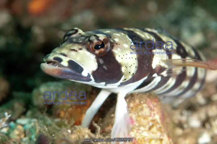 : Reticulated Sandperch : Reticulated Sandperch