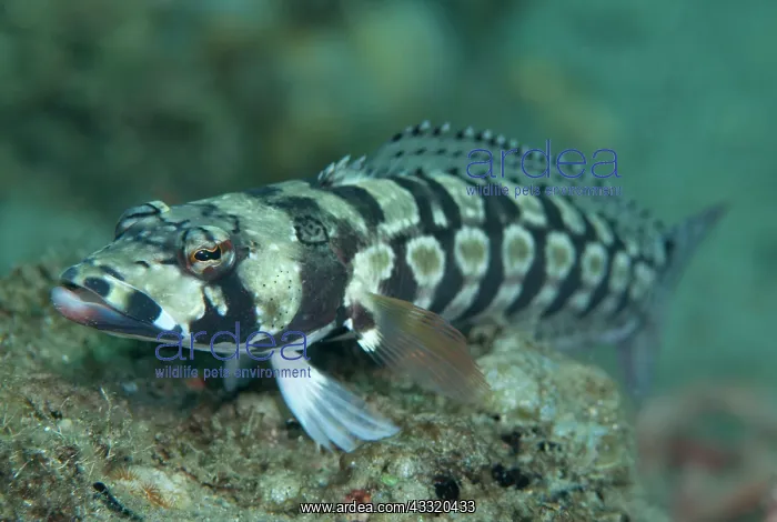 : Reticulated Sandperch : Reticulated Sandperch