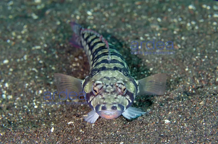 : Reticulated Sandperch - Coral Garden dive site : Reticulated Sandperch - Coral Garden dive site