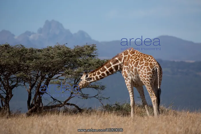 : Reticulated, or Somali giraffe, Giraffa camelopardalis : Reticulated, or Somali giraffe, Giraffa camelopardalis