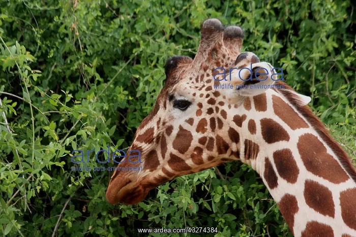 : Reticulted Giraffe 1 968 : Reticulted Giraffe 1 968