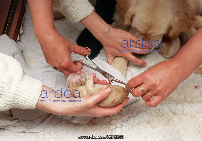 : Retriever Dog : Retriever Dog