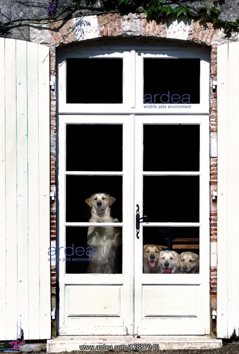 : Retriever Dogs : Retriever Dogs