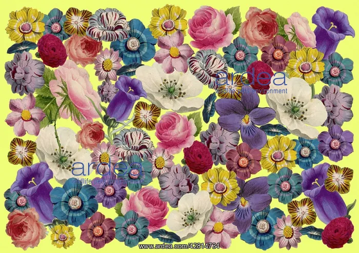 : Retro Floral Collage : Retro Floral Collage