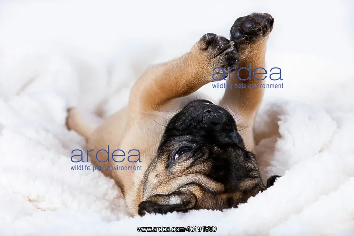 : Retro Pug puppy, Austria, Europe : Retro Pug puppy, Austria, Europe