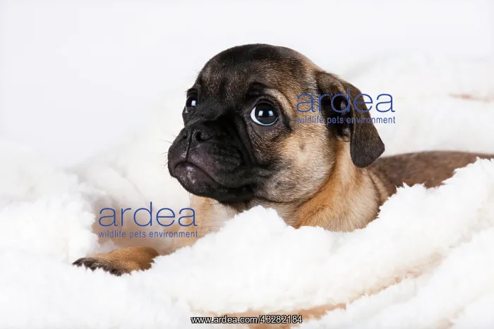 : Retro Pug puppy, Austria, Europe : Retro Pug puppy, Austria, Europe