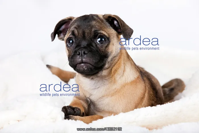 : Retro Pug puppy, Austria, Europe