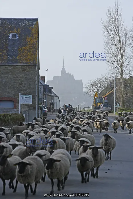 : Return of a flock of sheep pre-salted Manche : Return of a flock of sheep pre-salted Manche