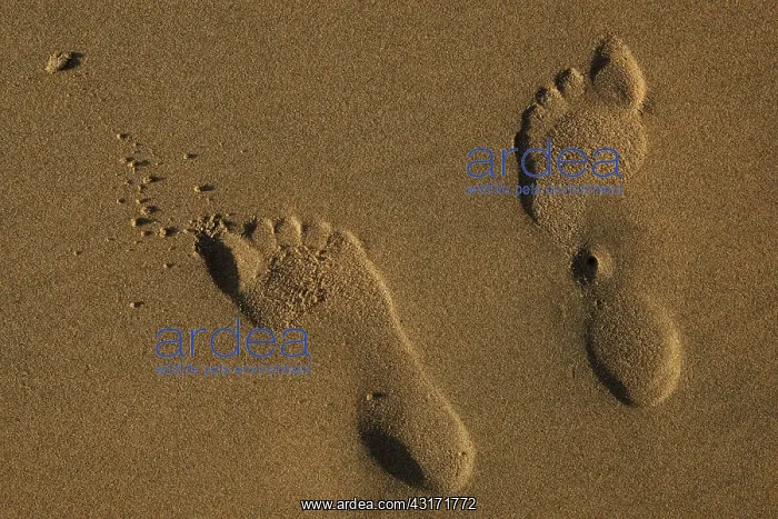 : Reversed human footprints on the beach, The Netherlands : Reversed human footprints on the beach, The Netherlands