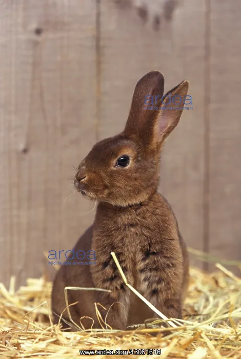 : Rex Castor Rabbit on straw ram : Rex Castor Rabbit on straw ram