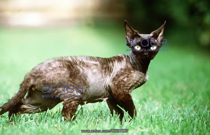 : REX DEVON CAT IN GRASS - side view : REX DEVON CAT IN GRASS - side view