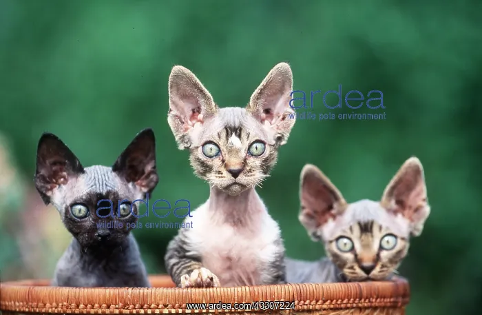 : REX DEVON CAT X3 : REX DEVON CAT X3