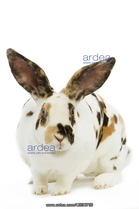  : Rex tricolor Rabbit