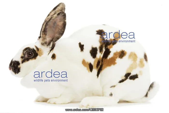  : Rex Tricolor Rabbit
