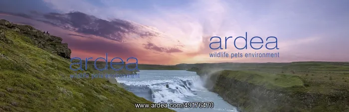 : Reykjavik, tour to scenic Gullfoss Falls : Reykjavik, tour to scenic Gullfoss Falls