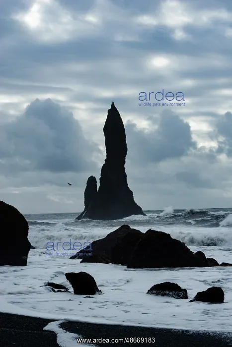 : Reynisdrangar, Vik, Iceland. Black sand beach in the : Reynisdrangar, Vik, Iceland. Black sand beach in the