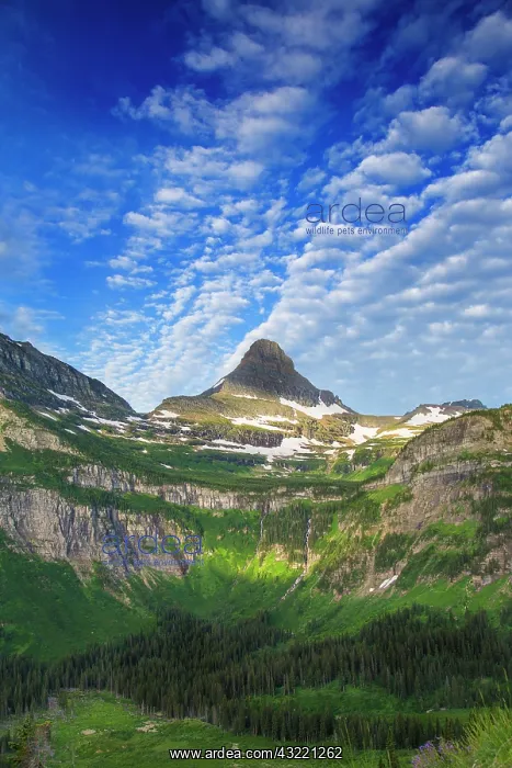 : Reynolds Mountain in morning light in Glacier : Reynolds Mountain in morning light in Glacier