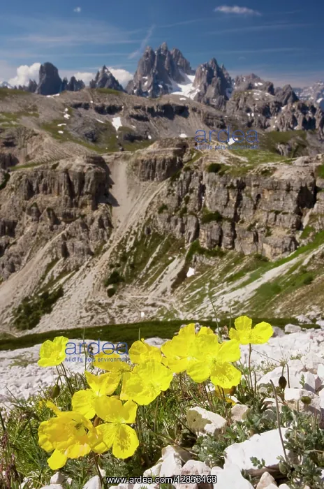 : Rhaetian Poppy on the Tre Cime de Lavaredo : Rhaetian Poppy on the Tre Cime de Lavaredo
