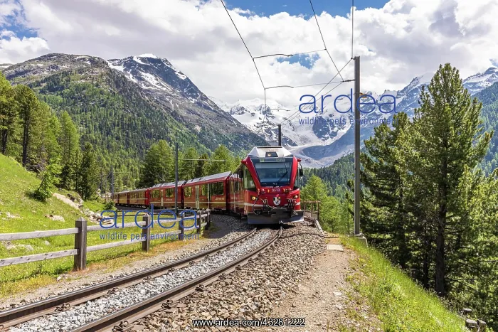 : Rhaetian Railway in front of Morteratsch Glacier : Rhaetian Railway in front of Morteratsch Glacier