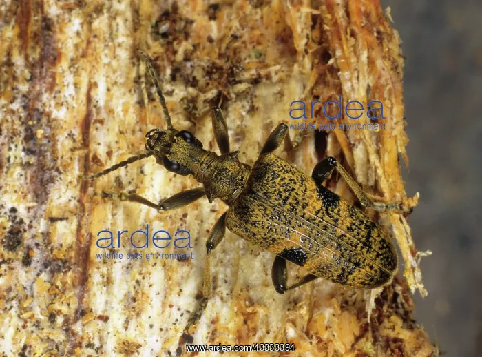 : Rhagium mordax : Rhagium mordax