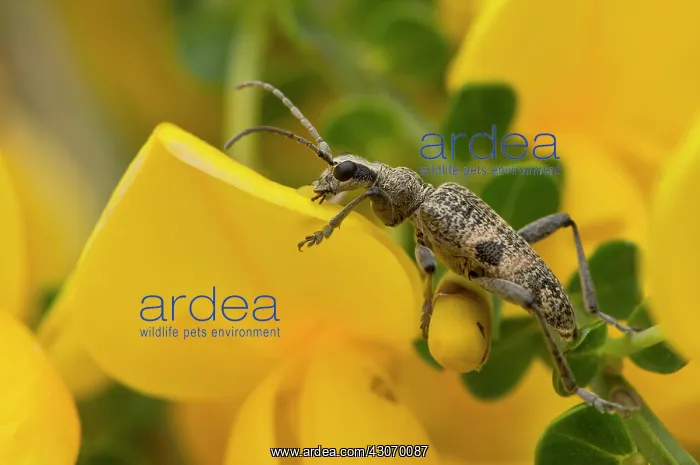 : Rhagium mordax. Molslaboratoriet, Denmark in June : Rhagium mordax. Molslaboratoriet, Denmark in June