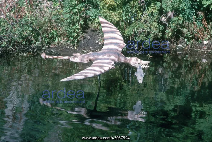 : Rhamphorhynchus : Rhamphorhynchus