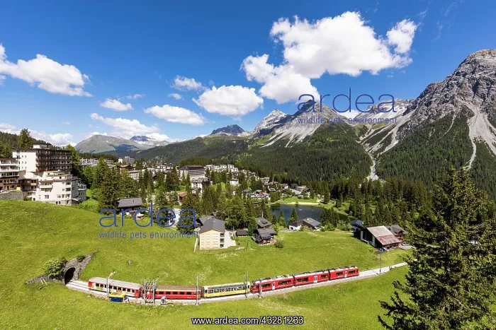 : Rhatsche Bahn and village view, Arosa, Grisons : Rhatsche Bahn and village view, Arosa, Grisons