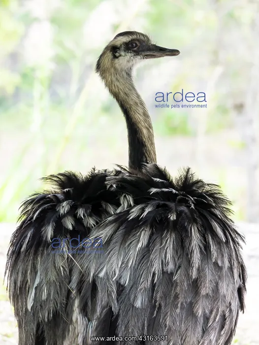 : Rhea : Rhea