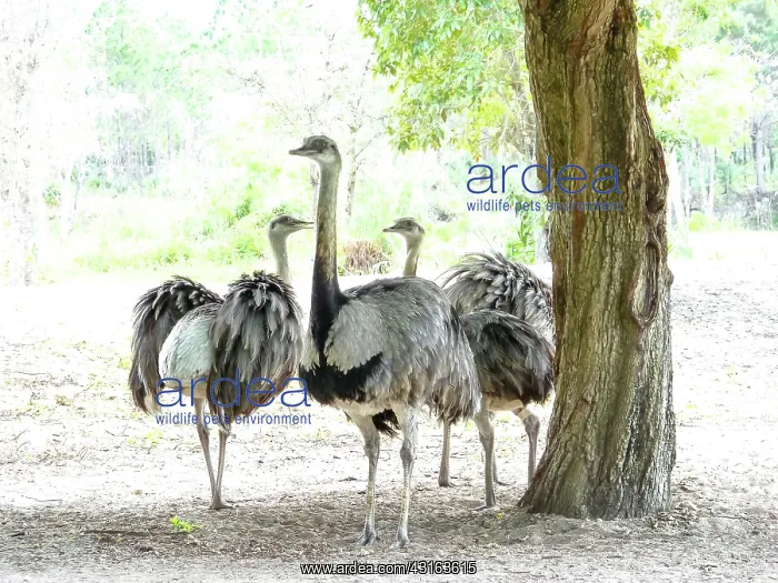 : Rhea : Rhea