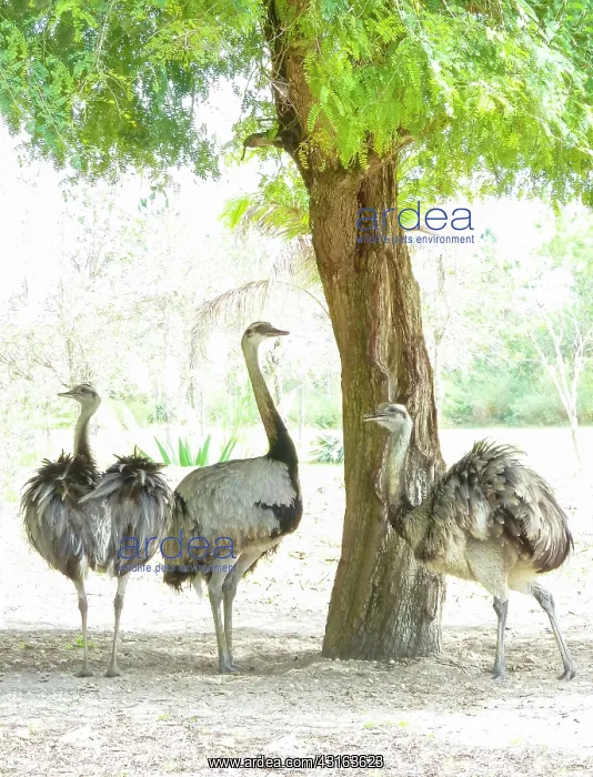 : Rhea : Rhea