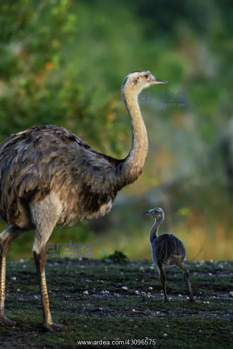 : Rhea with chick : Rhea with chick