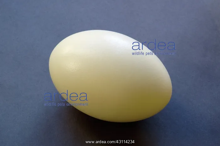 : Rhea Egg. Rhea egg on black background. A Rhea is a large flightless bird : Rhea Egg. Rhea egg on black background. A Rhea is a large flightless bird