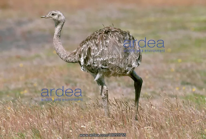 : Rhea in Patagonia, Argentina : Rhea in Patagonia, Argentina