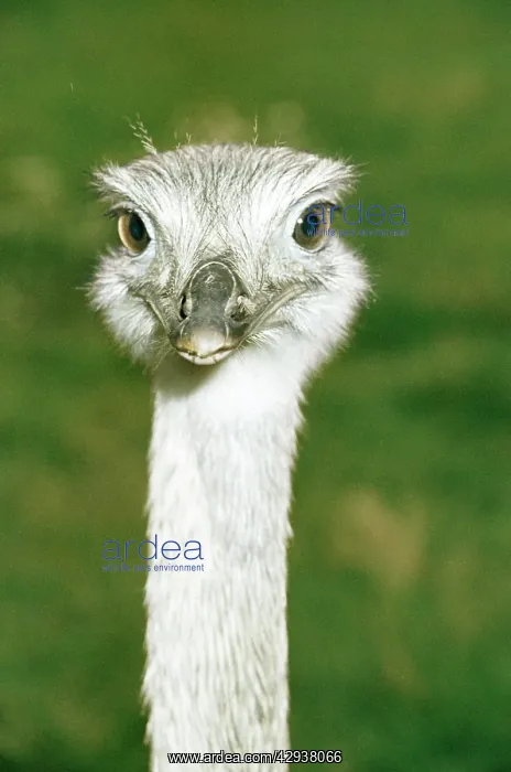  : Rhea (Rhea americanus). South America