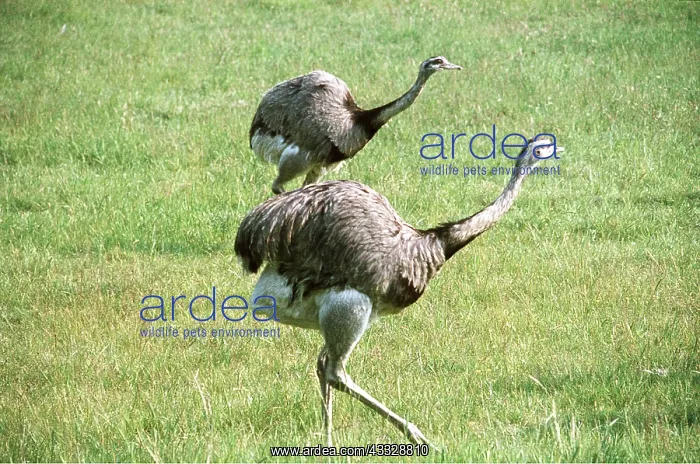 : RHEA - x two, on grass : RHEA - x two, on grass