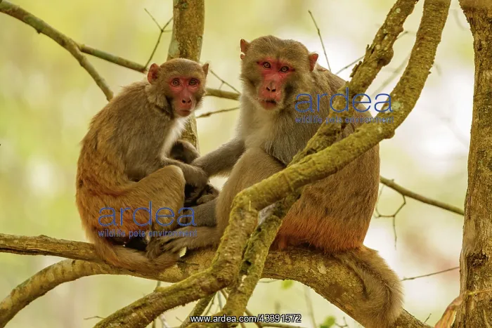 : rhesus macaque : rhesus macaque