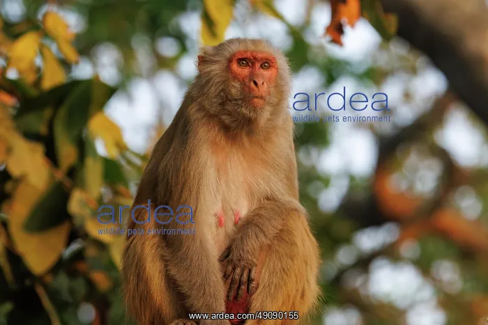 : Rhesus macaque : Rhesus macaque