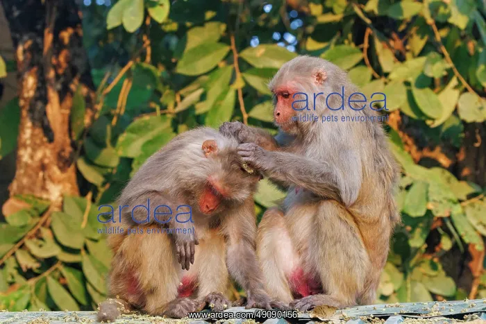 : Rhesus macaque : Rhesus macaque