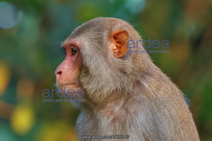 : Rhesus macaque : Rhesus macaque