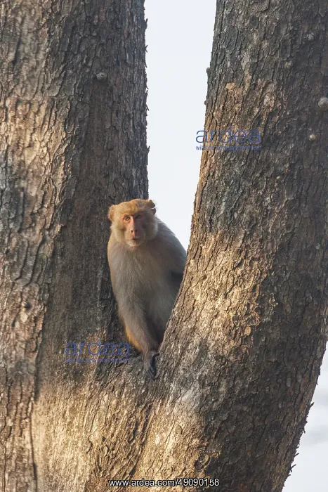 : Rhesus macaque : Rhesus macaque