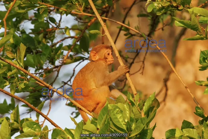 : Rhesus macaque : Rhesus macaque