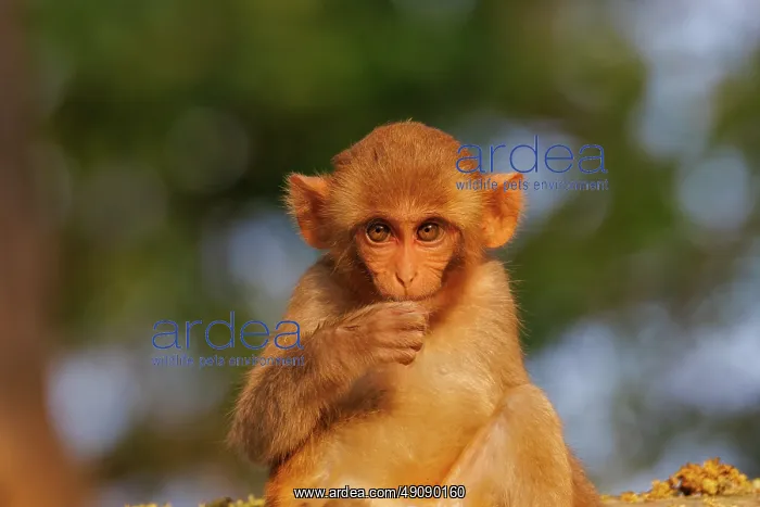 : Rhesus macaque : Rhesus macaque