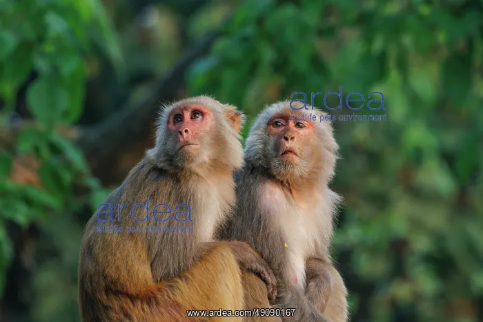 : Rhesus macaque : Rhesus macaque