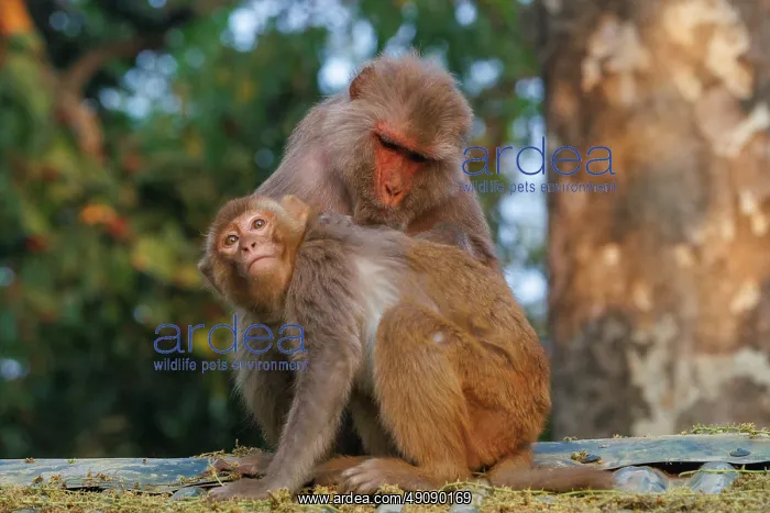: Rhesus macaque : Rhesus macaque