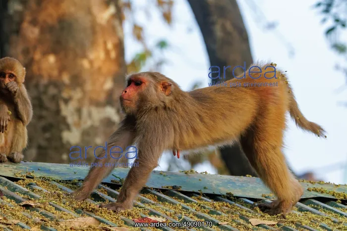 : Rhesus macaque : Rhesus macaque